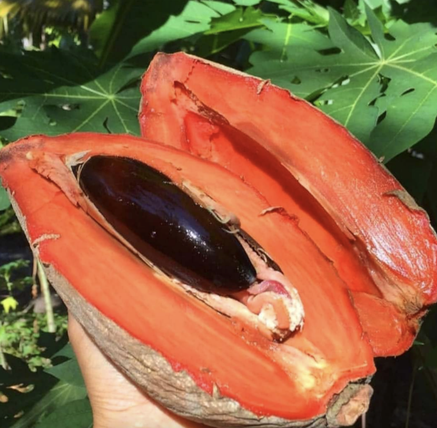 Frutto di Sapote